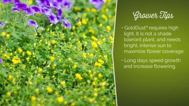 GoldDust® Mecardonia From Proven Winners