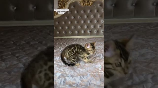 Бенгальский котёнок, мальчик. Купить бенгала смотреть онлайн