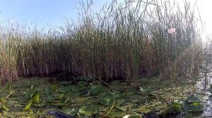 ЛОВЛЯ ОГРОМНЫХ КАРАСЕЙ НА МОРМЫШКУ ЛЕТОМ В КАМЫШАХ С ЛОДКИ