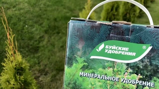 ЗЕЛЕНАЯ ЖИВАЯ ИЗГОРОДЬ ИЗ ТУИ СМАРАГД ?ОСЕННИЙ УХОД ? смотреть онлайн