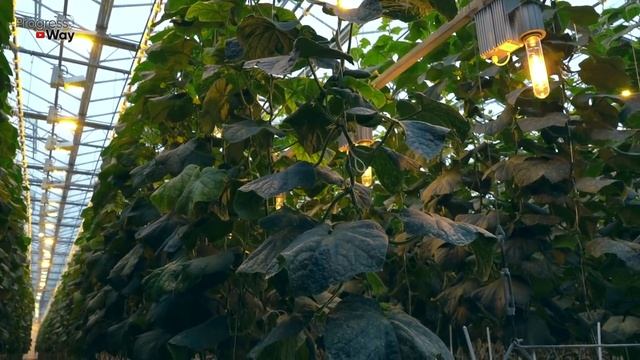 ОГУРЦЫ ВЕДРАМИ С КАЖДОГО КУСТА ПОСЛЕ ПОЛИВА ЭТИМ! смотреть онлайн