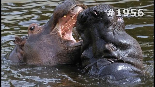 #1956. Бегемоты (В мире животных) смотреть онлайн