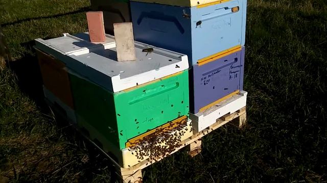 Ориентация пчел по форме и цвету улья смотреть онлайн