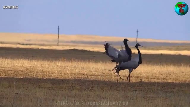 ♫ ЖУРАВЛИНАЯ ПЕСНЯ !!! ВСТАТЬ НА КРЫЛО !!!.mp4 смотреть онлайн