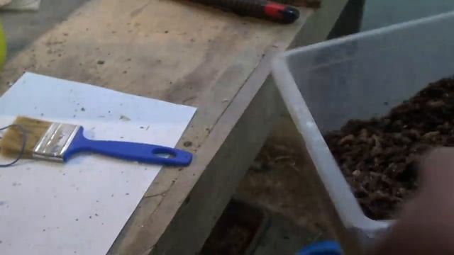 Как я отправляю яйца черной львинки. смотреть онлайн