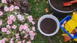 Результат УДИВИЛ! Теперь САЖАЮ ТАК ВСЕГДА! Хитрый способ посадки тюльпанов