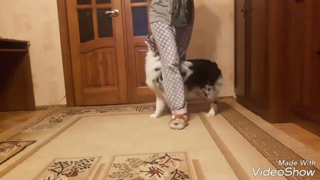 Australian Shepherd 6 Month