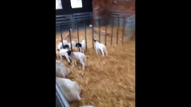 Содержание ярок после окота смотреть онлайн