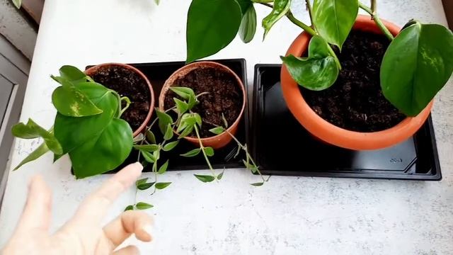 Моё первое видео. Показываю часть своих комнатных растений. смотреть онлайн