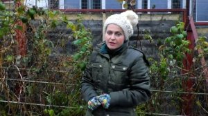 Правильная осенняя обрезка малины. Как и для чего готовить малину к зиме.