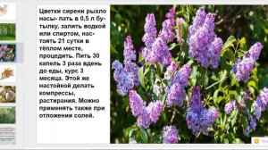 Подагра, как лечить народные средства.Народная медицина.