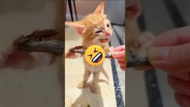 котёнок кушает рыбу смотреть онлайн