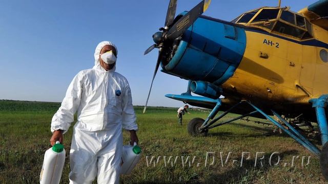 10. Тисо-самшитовая роща в Хосте. КТО на самом деле СЪЕЛ САМШИТ? смотреть онлайн