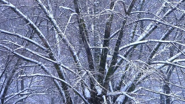 Футаж Крещенские Морозы. Сильный Снегопад. Зима в Парке. Зимние Футажи. Видеофутажи смотреть онлайн