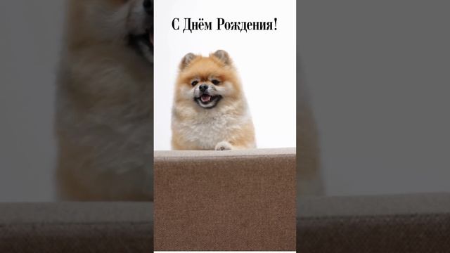 Смешное видео поздравление на день рождения | SunPikRu смотреть онлайн