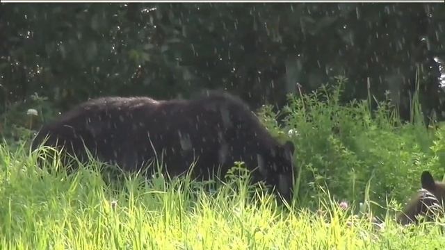 Музыка ASMR (белый шум) для успокоения нервной системы и хорошего сна. смотреть онлайн