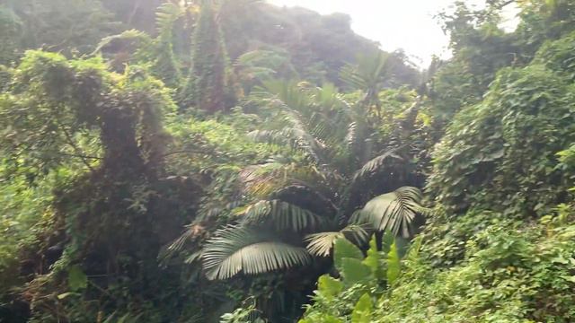 Пение цикад в лесу🌴🌳🌴южный остров Окинава, Japan. смотреть онлайн