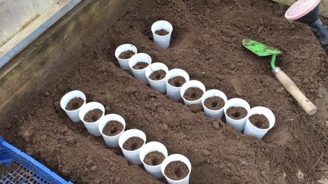 Посев ранней капусты на рассаду. Показываю хорошие сорта. смотреть онлайн