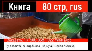 Черная львинка для бизнеса, или зачем разводить муху Черный солдат. Технология выращивания личинок