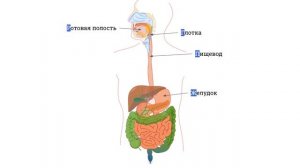 ПИЩЕВАРИТЕЛЬНАЯ СИСТЕМА человека, ферменты / ПИЩЕВАРЕНИЕ человека