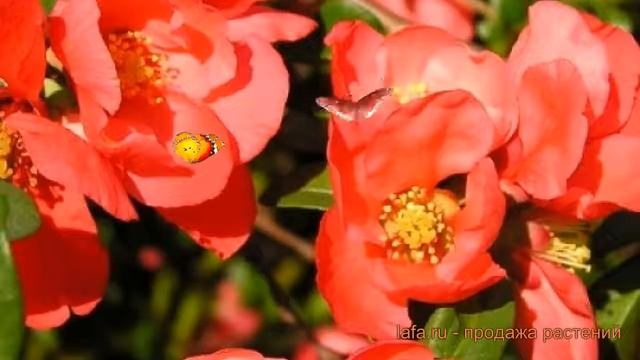 Айва великолепная Елли Моссел (elly mossel) ? обзор: как сажать, саженцы айвы Елли Моссел смотреть онлайн