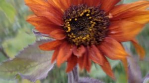 Подсолнухи из семян.От посадки семечек до сбора семян.