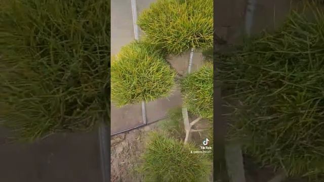 Бонсай ниваки. Топиарная стрижка хвойных растений 89889287720 Денис смотреть онлайн