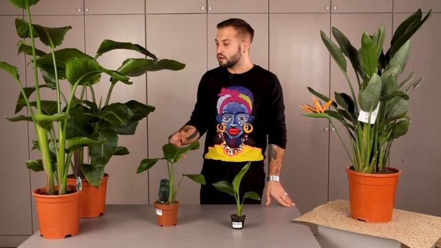 Стрелиция: посадка и уход | Советы от Ильи Гомыранова смотреть онлайн