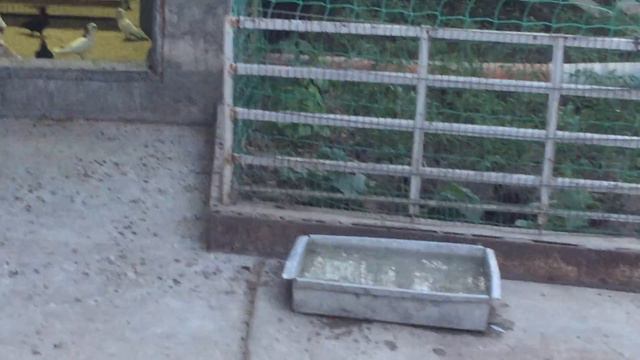 28.06.18г.Голубятник должен быть гордым и достойным ЧЕЛОВЕКОМ!!! смотреть онлайн