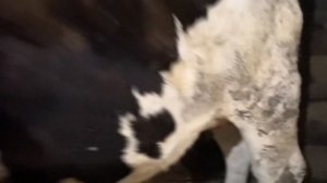 Купили Айширскую корову