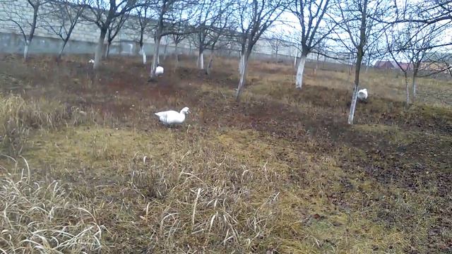 Колыбельная 2 для Хаврошечки смотреть онлайн