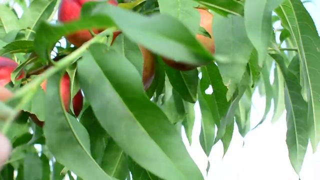 Нектарин Сноу Квин (Snow Queen) Http://persikovod.com