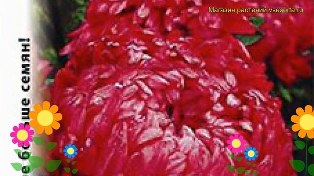 Астра китайская Фламир Красный. Краткий обзор, описание характеристик callistephus chinensis смотреть онлайн
