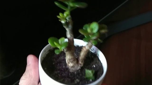 Денежное дерево. Мини-бонсай из мелколистного сорта "Hojawon". Jade tree "Hojawon", mini bonsai смотреть онлайн