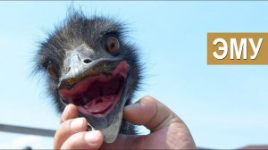 Содержание и разведение Эму. Отличие от Африканского страуса. Зооферма "Алексин-страус".