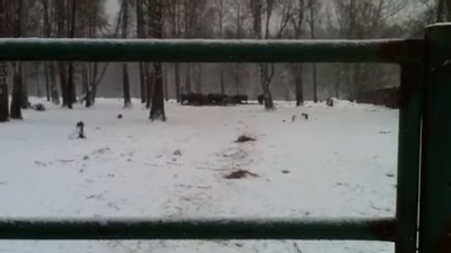 Приокско-террасный заповедник 5 смотреть онлайн