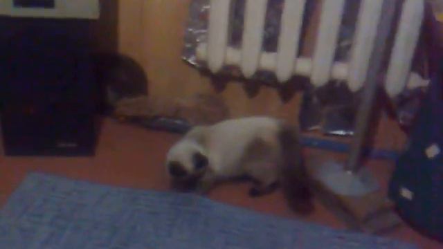 Кошачий побег смотреть онлайн