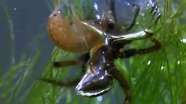 НЫРЯТЕЛЬНЫЕ СПОСОБНОСТИ ПАУКА смотреть онлайн