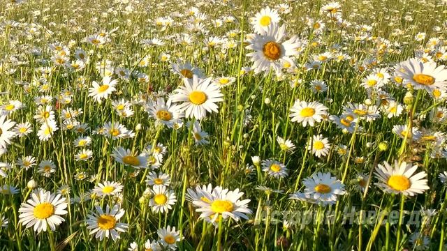 Муж ушел, оставив многодетную мать. А когда Вера приехала в дом бабушки… смотреть онлайн