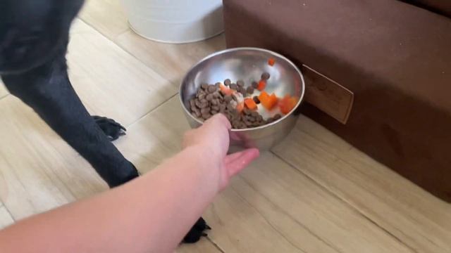 Ives does not have any resource or food guarding behaviors.【ADOPTED】 смотреть онлайн