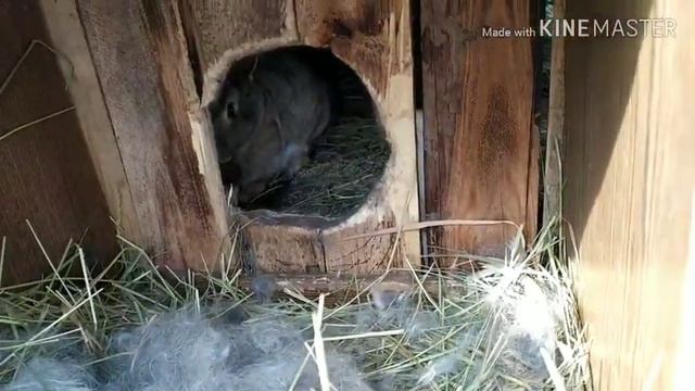 Осмотр маточника ..Маленькие кролики ..