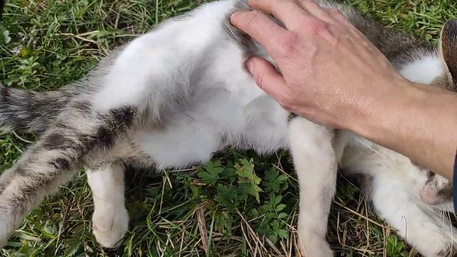 Массаж для КОТА Мурчика. Кот балдеет на траве. Игривый котэ
