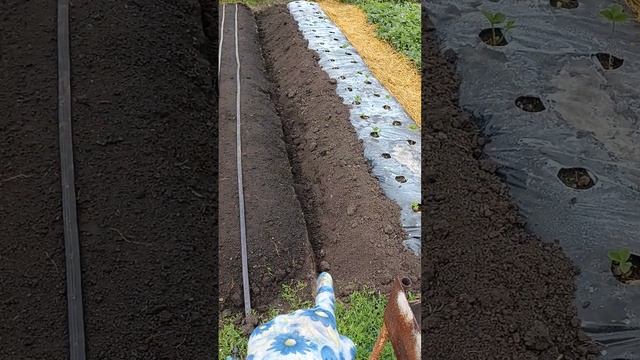 Как посадить клубнику под пленку??? смотреть онлайн