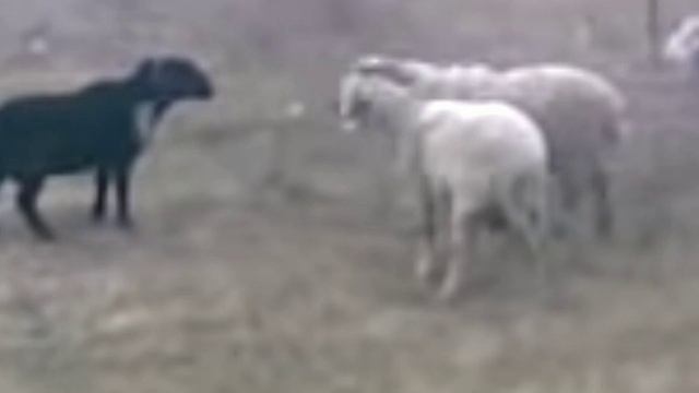 Раз баран...#стихи смотреть онлайн