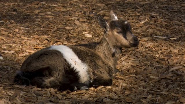 Как блеет коза. Как блеет козел / Like a goat bleating. Like a goat bleating. смотреть онлайн