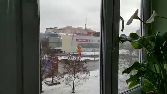 Полив и подкормка каллов смотреть онлайн