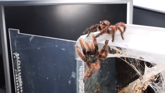 Nemo UPDATE + HABA HABA смотреть онлайн