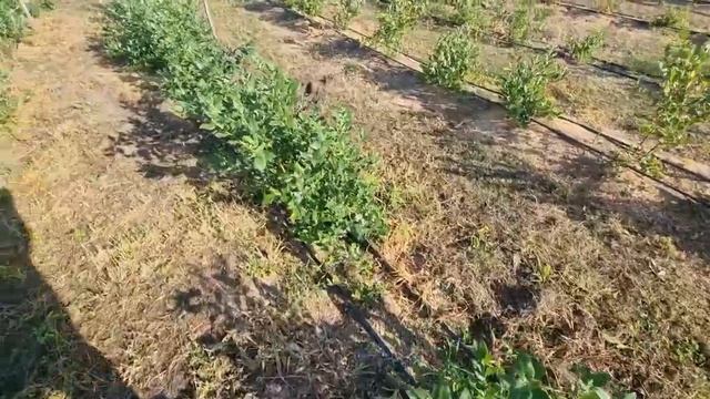 Голубика 21 Июля смотреть онлайн