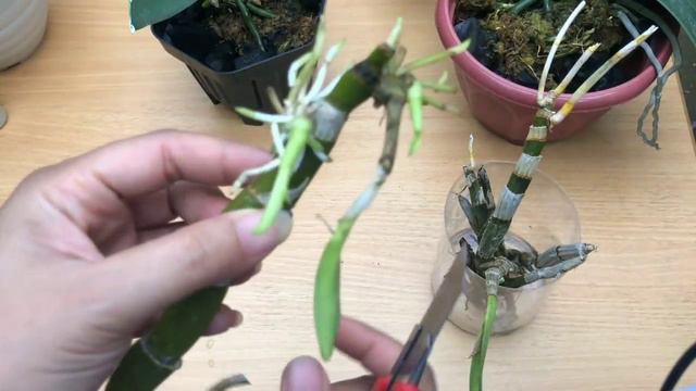 CARA MERAWAT ANGGREK menggunakan pasta gigi смотреть онлайн