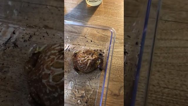 PacMan frog birthday dinner. смотреть онлайн